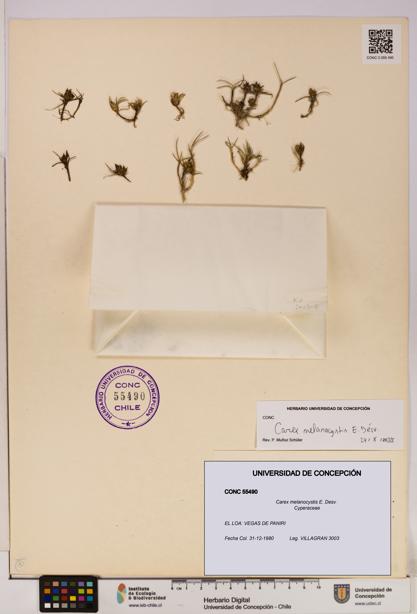 Carex melanocystis [Espécimen: UDEC:CONC:0055490]