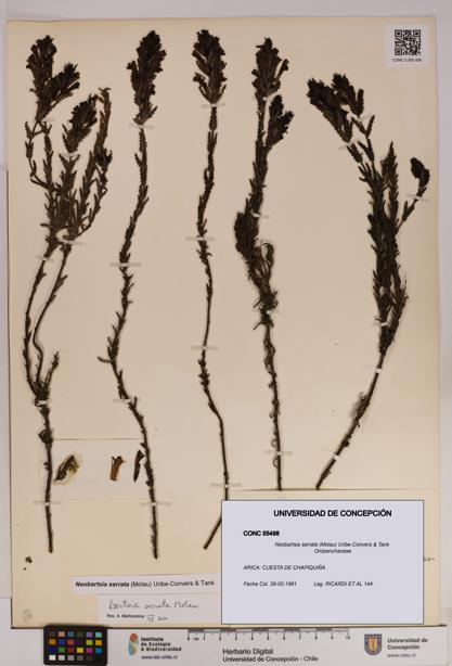 Neobartsia serrata [Espécimen: UDEC:CONC:0055498]