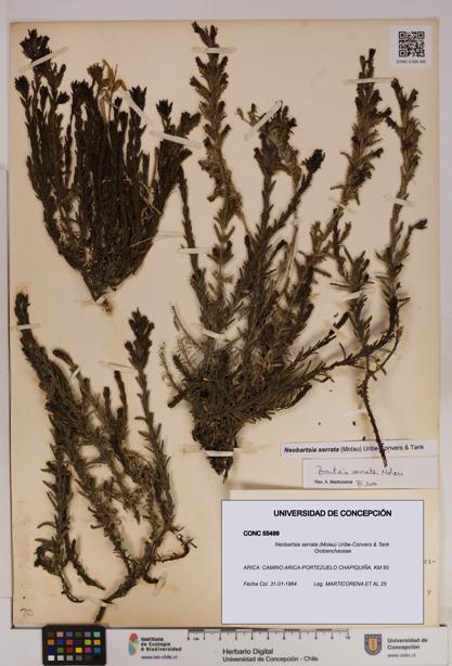 Neobartsia serrata [Espécimen: UDEC:CONC:0055499]