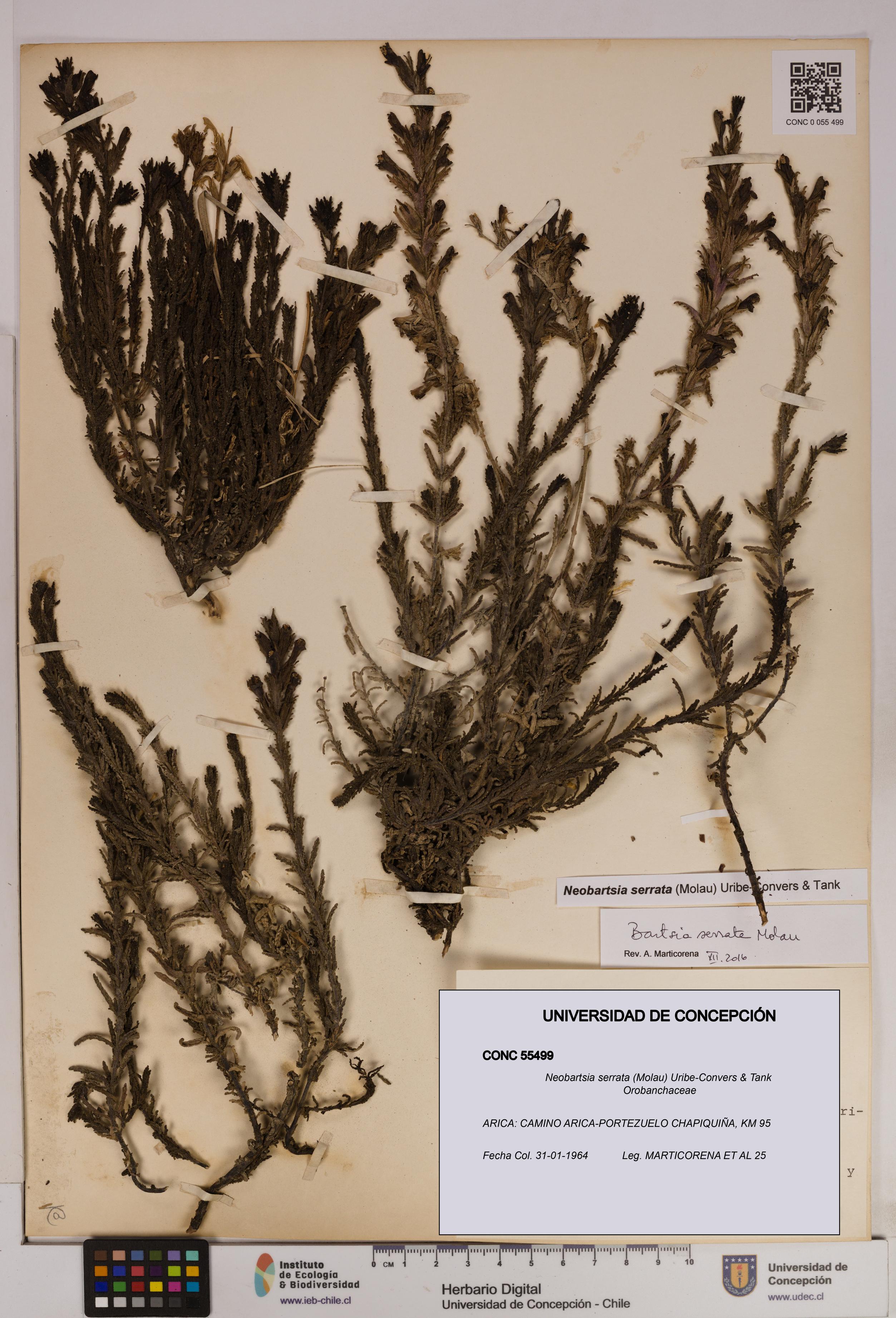 Neobartsia serrata [Espécimen: UDEC:CONC:0055499]