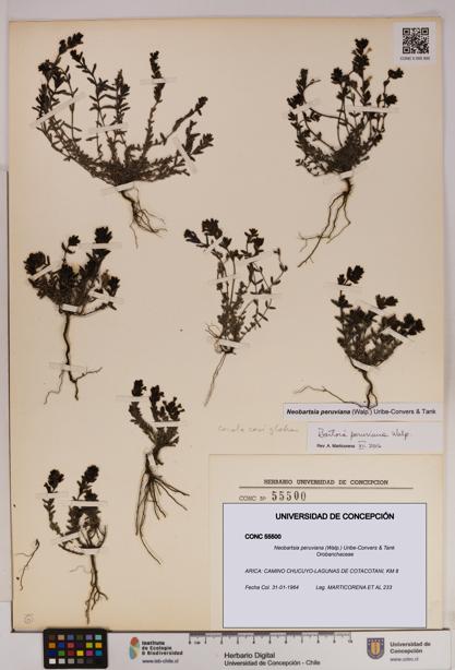 Neobartsia peruviana [Espécimen: UDEC:CONC:0055500]