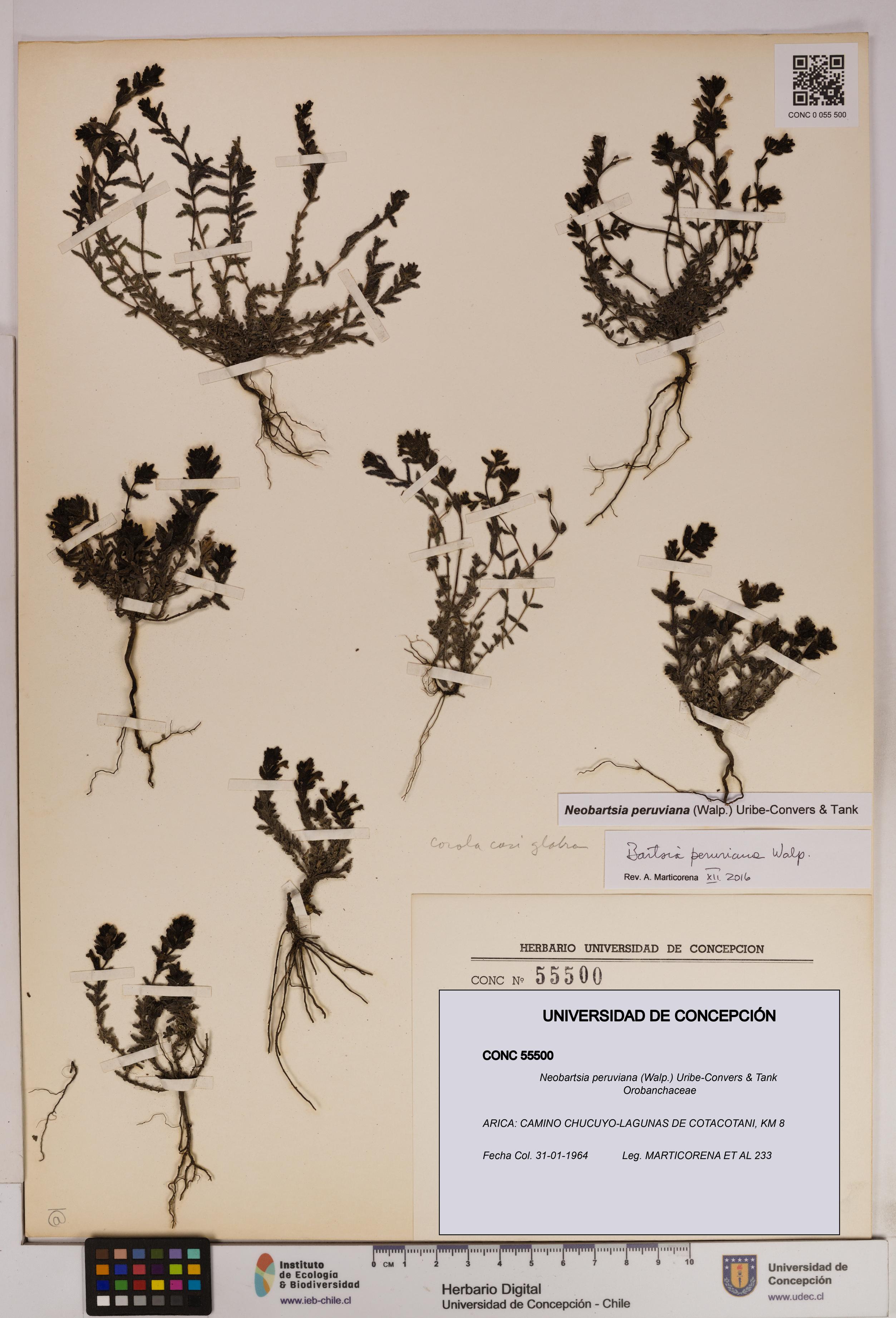 Neobartsia peruviana [Espécimen: UDEC:CONC:0055500]