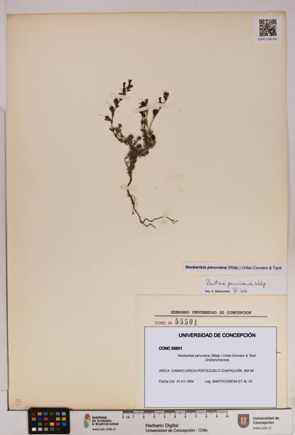 Neobartsia peruviana [Espécimen: UDEC:CONC:0055501]