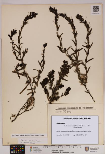 Neobartsia serrata [Espécimen: UDEC:CONC:0055503]