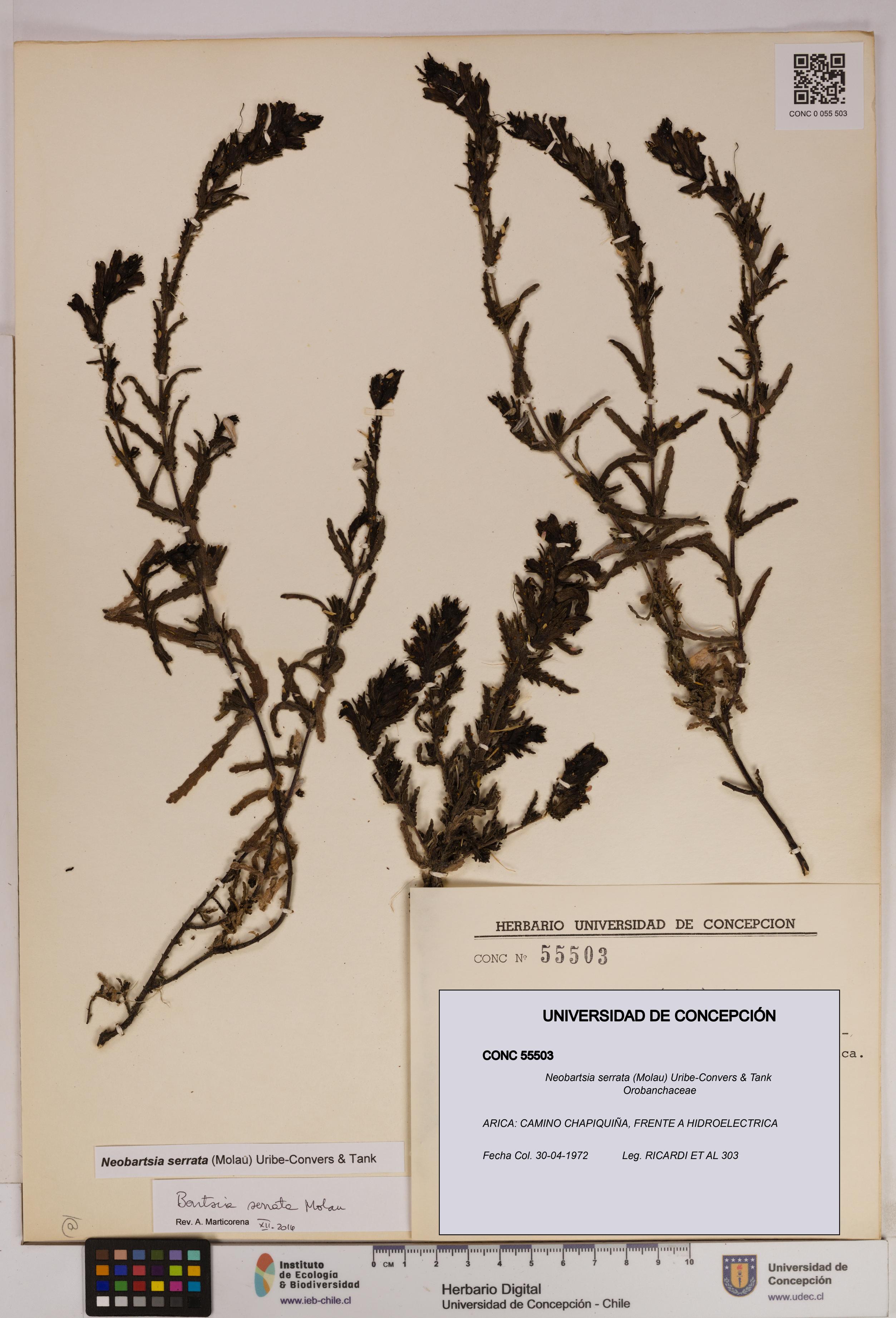 Neobartsia serrata [Espécimen: UDEC:CONC:0055503]