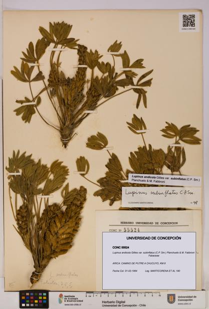 Lupinus andicola var. subinflatus [Espécimen: UDEC:CONC:0055524]