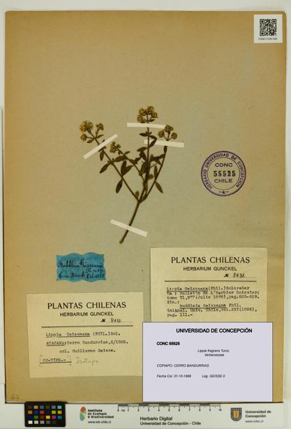 Lippia fragrans [Espécimen: UDEC:CONC:0055525]