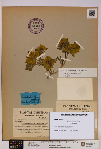 Cruckshanksia pumila [Espécimen: UDEC:CONC:0055526]