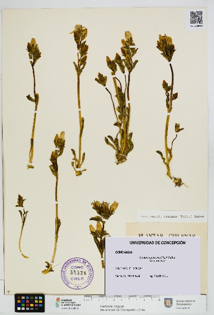 Gentianella ottonis [Espécimen: UDEC:CONC:0055536]