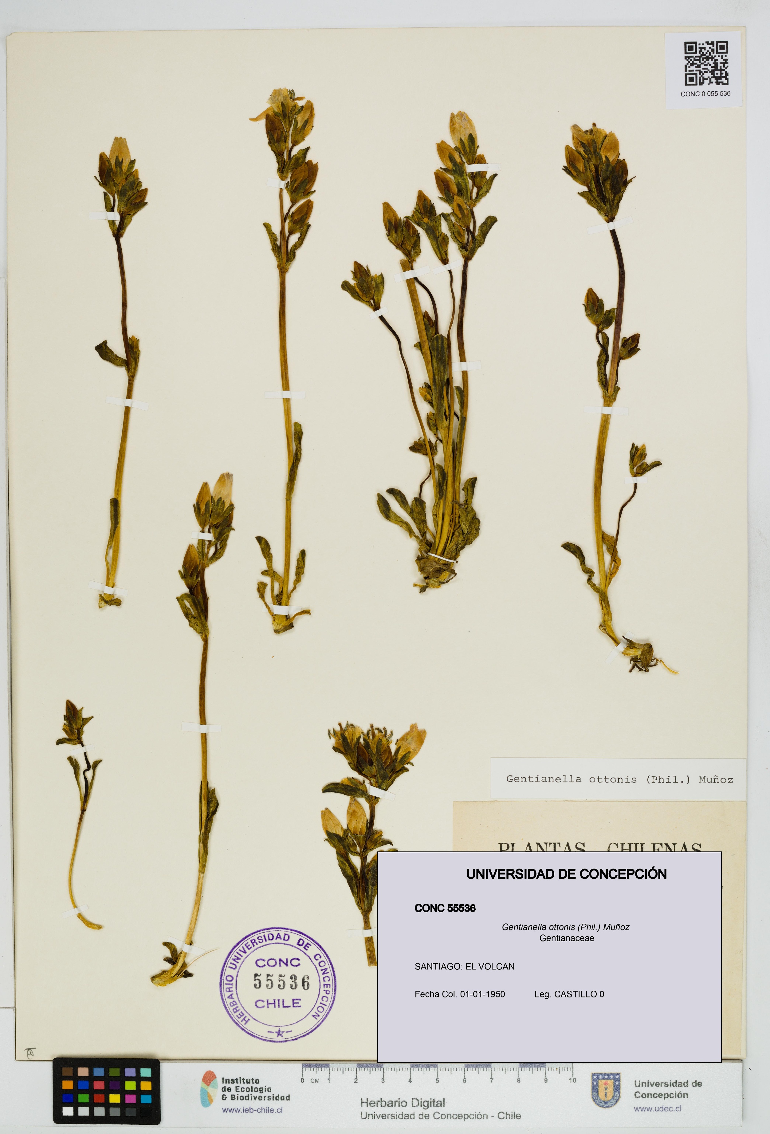 Gentianella ottonis [Espécimen: UDEC:CONC:0055536]