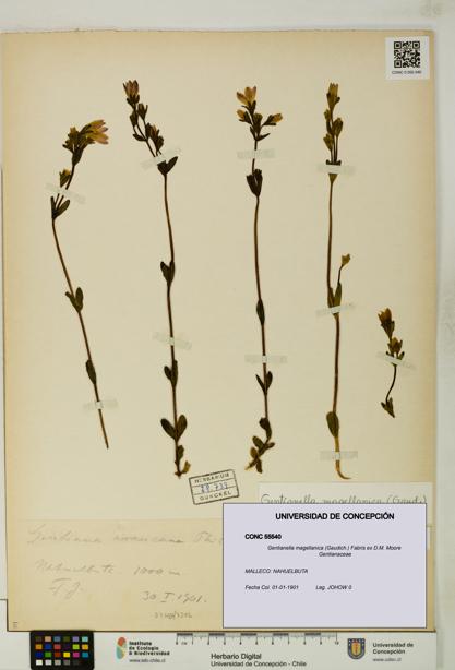 Gentianella magellanica [Espécimen: UDEC:CONC:0055540]