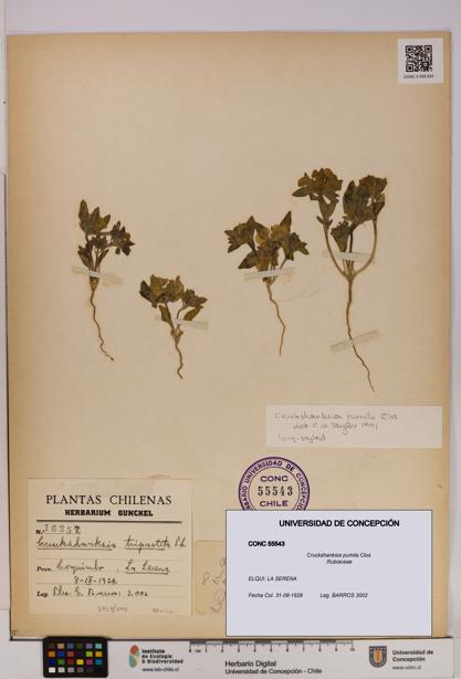 Cruckshanksia pumila [Espécimen: UDEC:CONC:0055543]