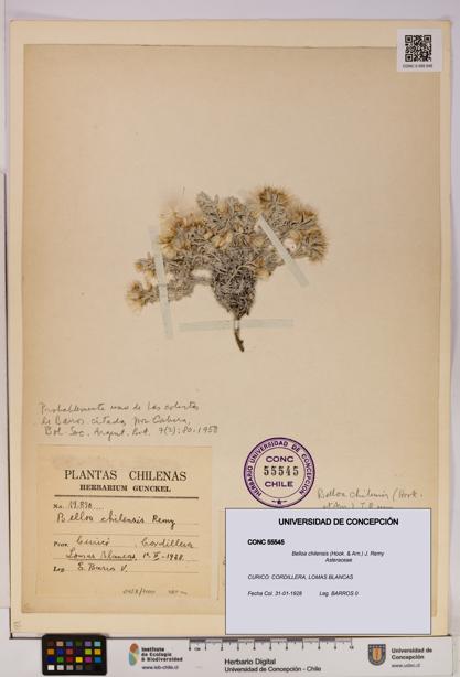 Belloa chilensis [Espécimen: UDEC:CONC:0055545]