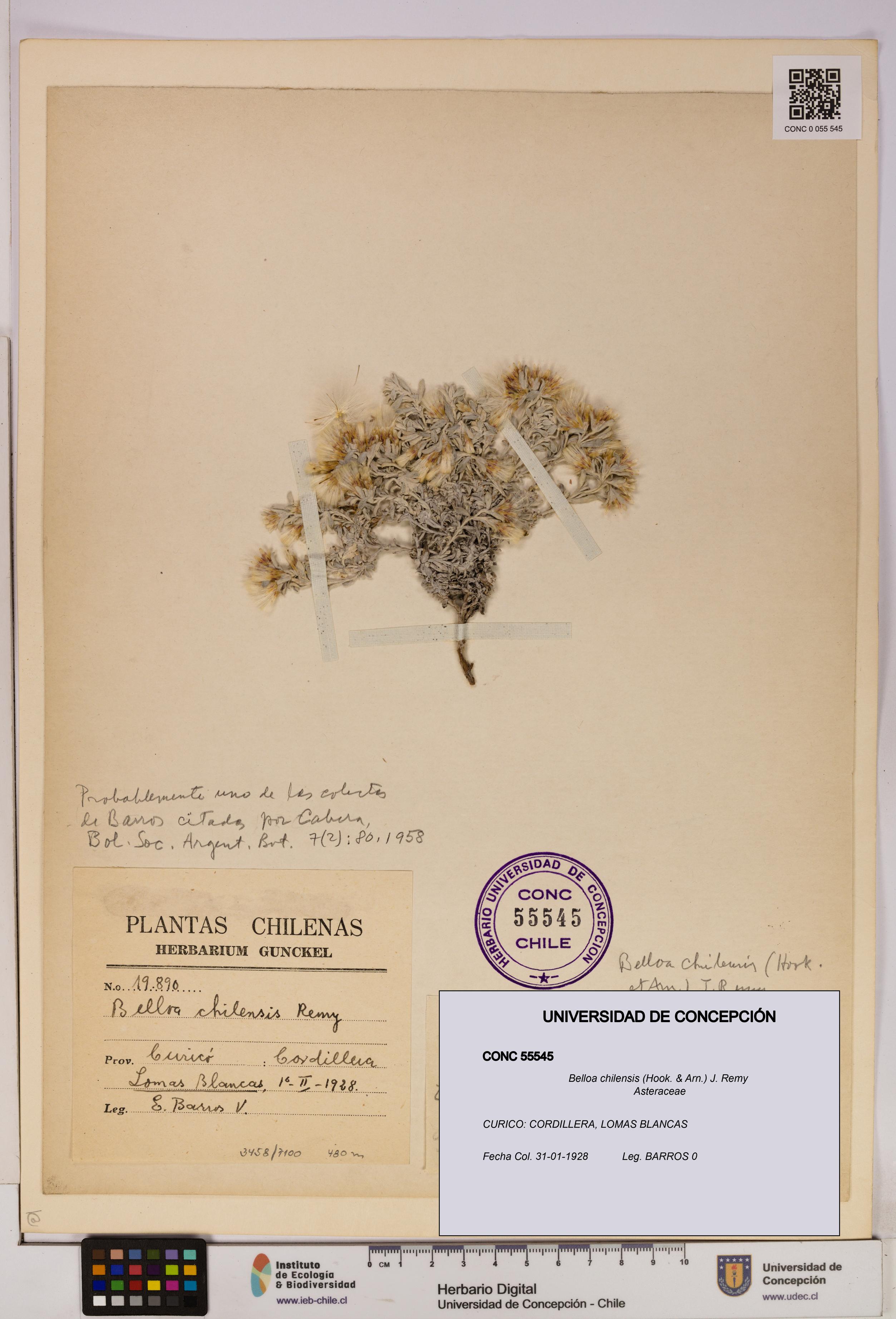 Belloa chilensis [Espécimen: UDEC:CONC:0055545]