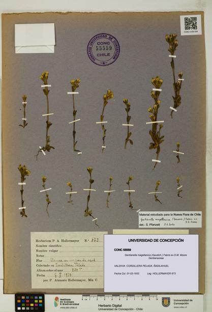 Gentianella magellanica [Espécimen: UDEC:CONC:0055559]