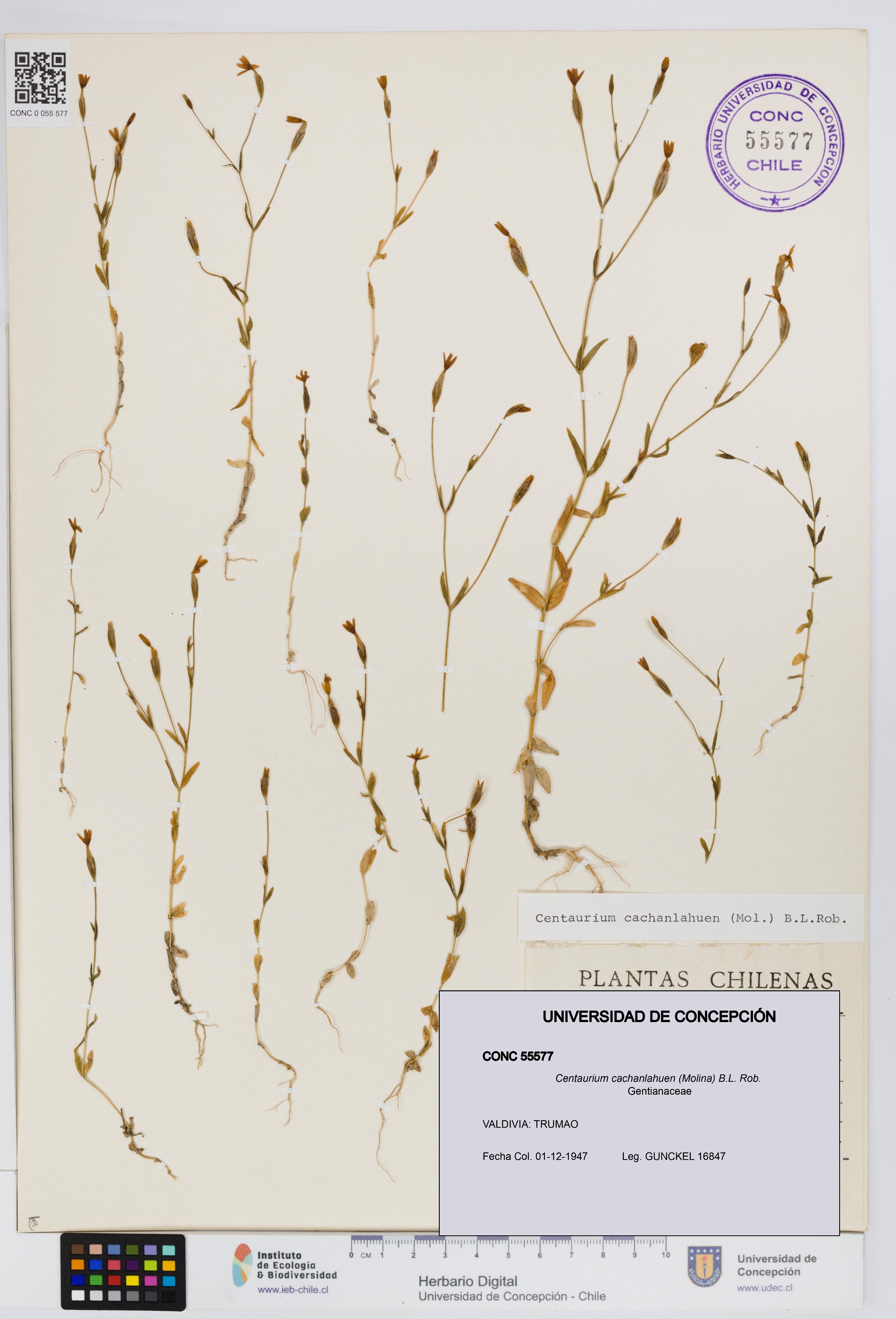Centaurium cachanlahuen [Espécimen: UDEC:CONC:0055577]