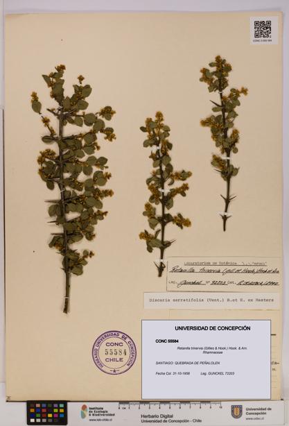 Retanilla trinervia [Espécimen: UDEC:CONC:0055584]