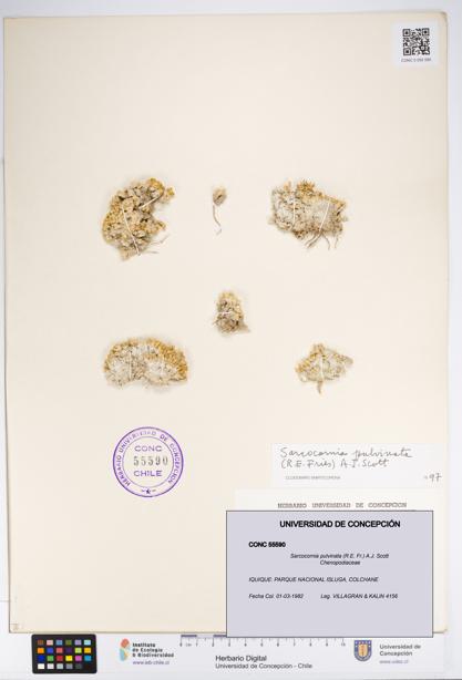 Sarcocornia pulvinata [Espécimen: UDEC:CONC:0055590]