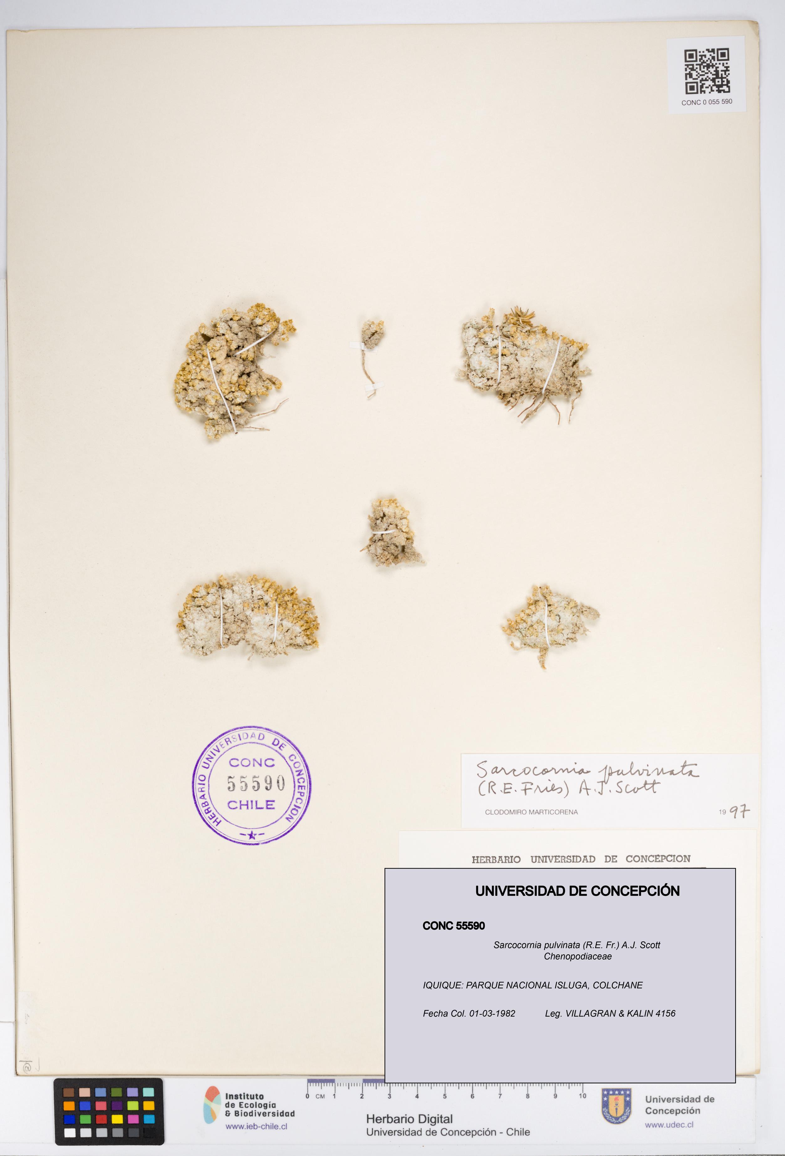 Sarcocornia pulvinata [Espécimen: UDEC:CONC:0055590]