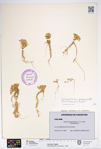 Sarcocornia pulvinata [Espécimen: UDEC:CONC:0055596]