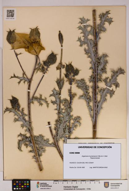 Argemone hunnemannii [Espécimen: UDEC:CONC:0055599]