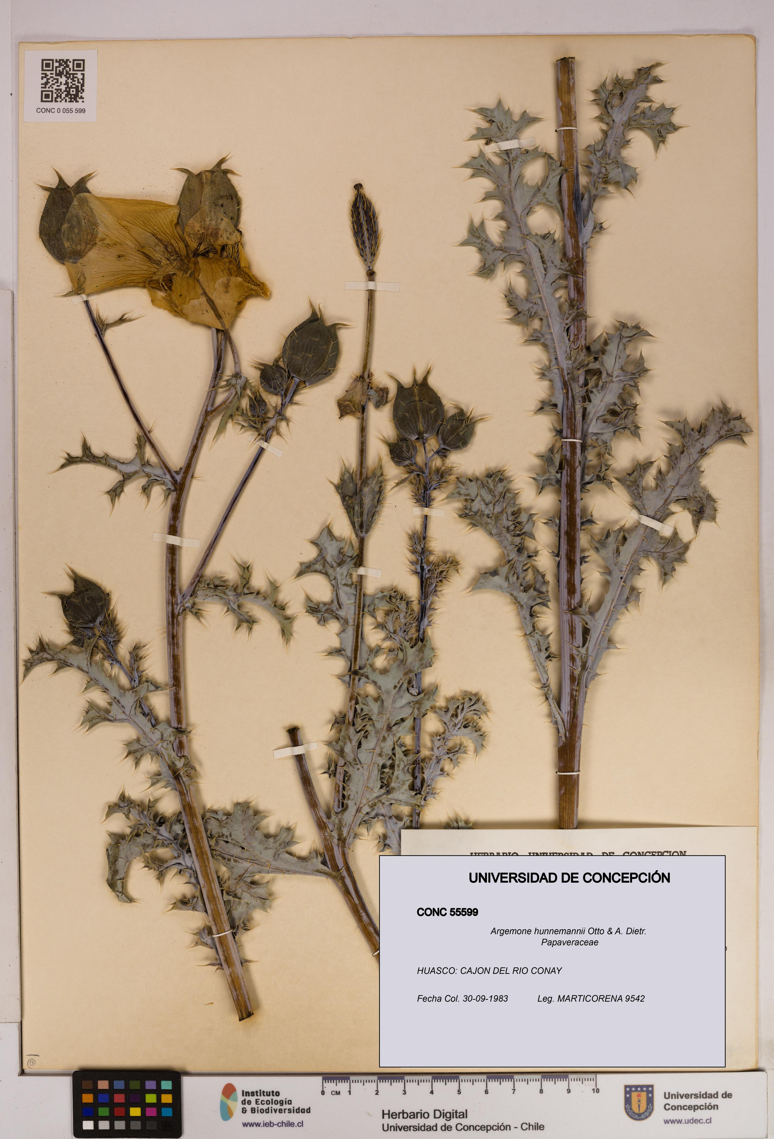 Argemone hunnemannii [Espécimen: UDEC:CONC:0055599]