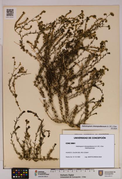 Heliotropium chenopodiaceum [Espécimen: UDEC:CONC:0055601]
