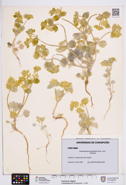 Homalocarpus bowlesioides [Espécimen: ]