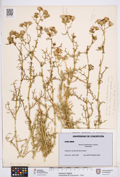 Senecio johnstonianus [Espécimen: ]