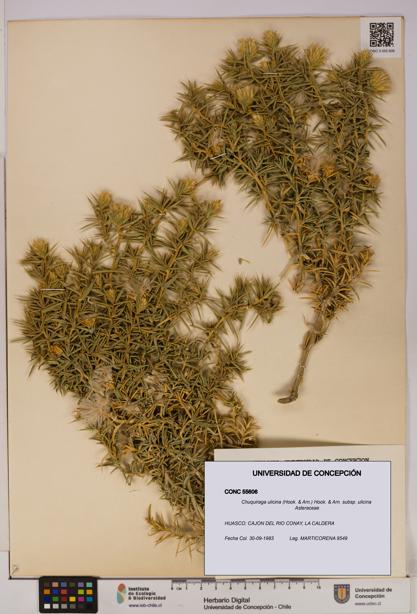 Chuquiraga ulicina subsp. ulicina [Espécimen: UDEC:CONC:0055606]