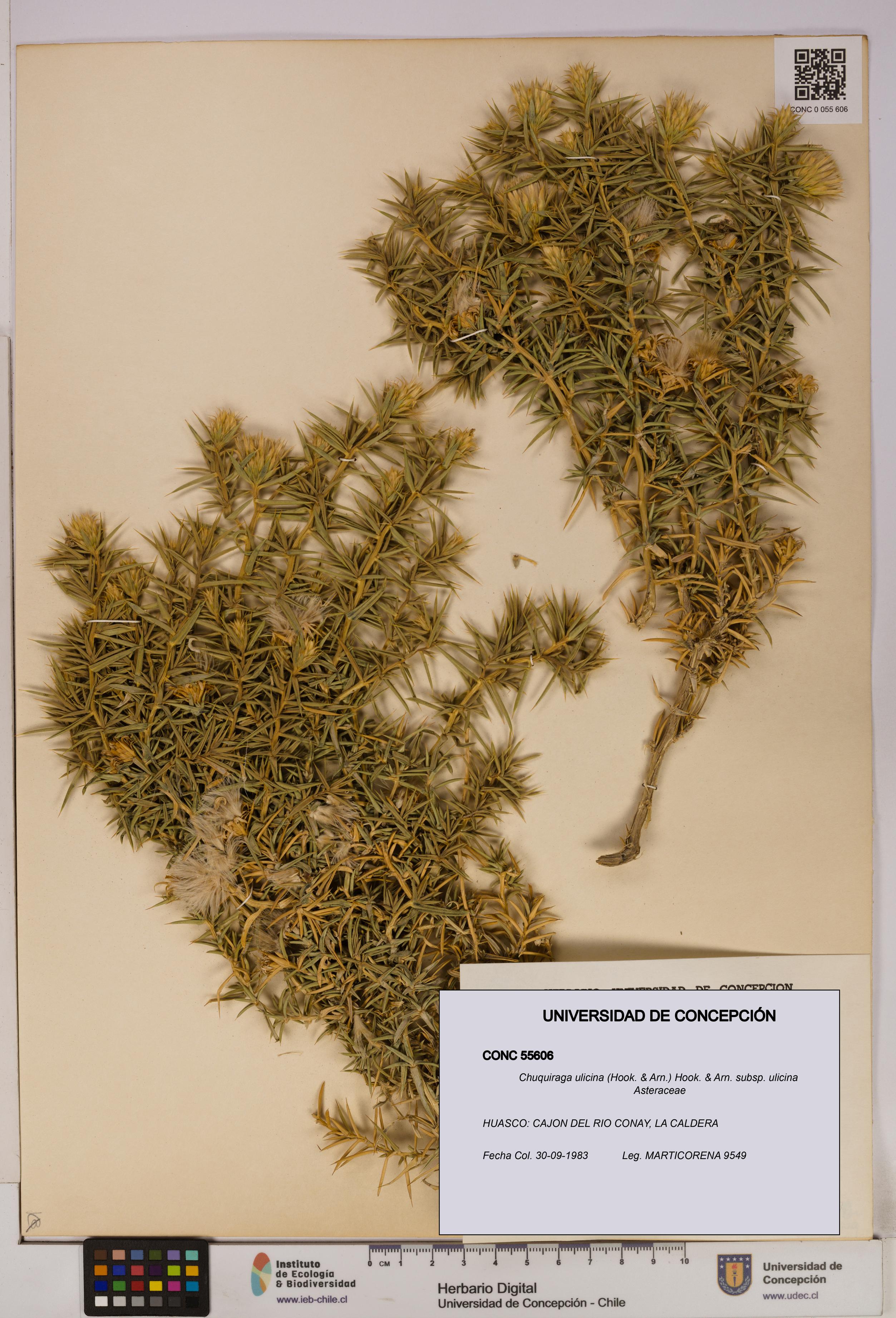 Chuquiraga ulicina subsp. ulicina [Espécimen: UDEC:CONC:0055606]