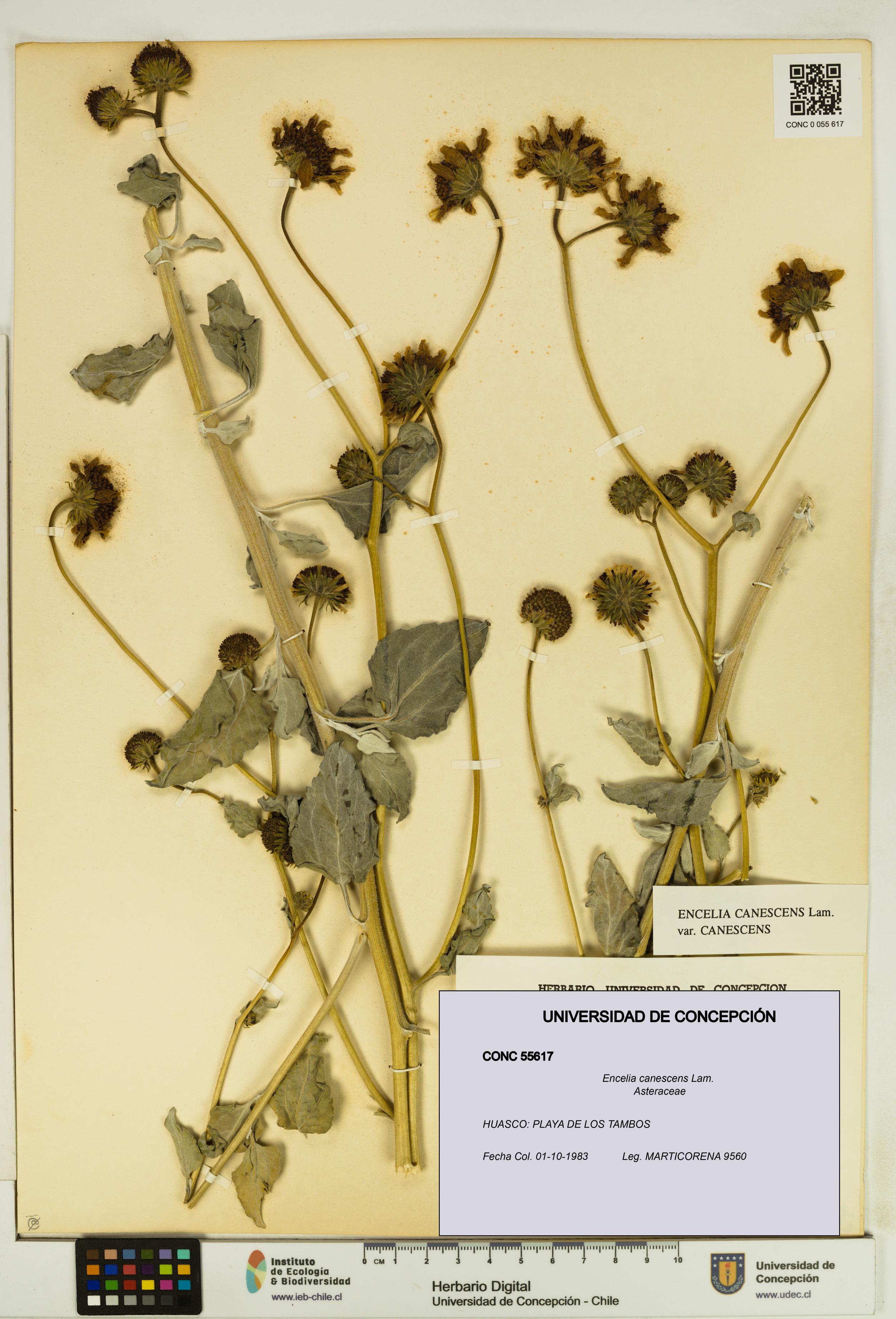Encelia canescens [Espécimen: UDEC:CONC:0055617]