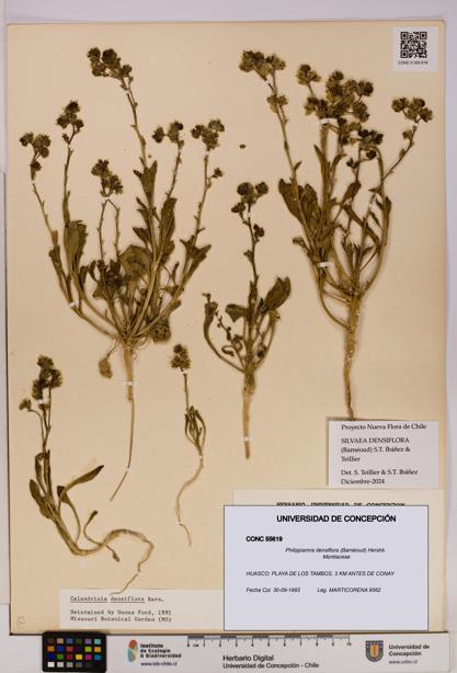 Philippiamra densiflora [Espécimen: ]