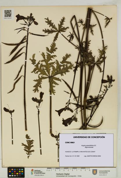 Argylia potentillifolia [Espécimen: UDEC:CONC:0055621]