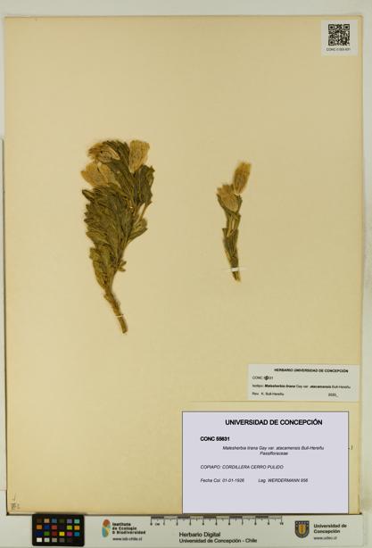 Malesherbia lirana [Espécimen: UDEC:CONC:0055631]