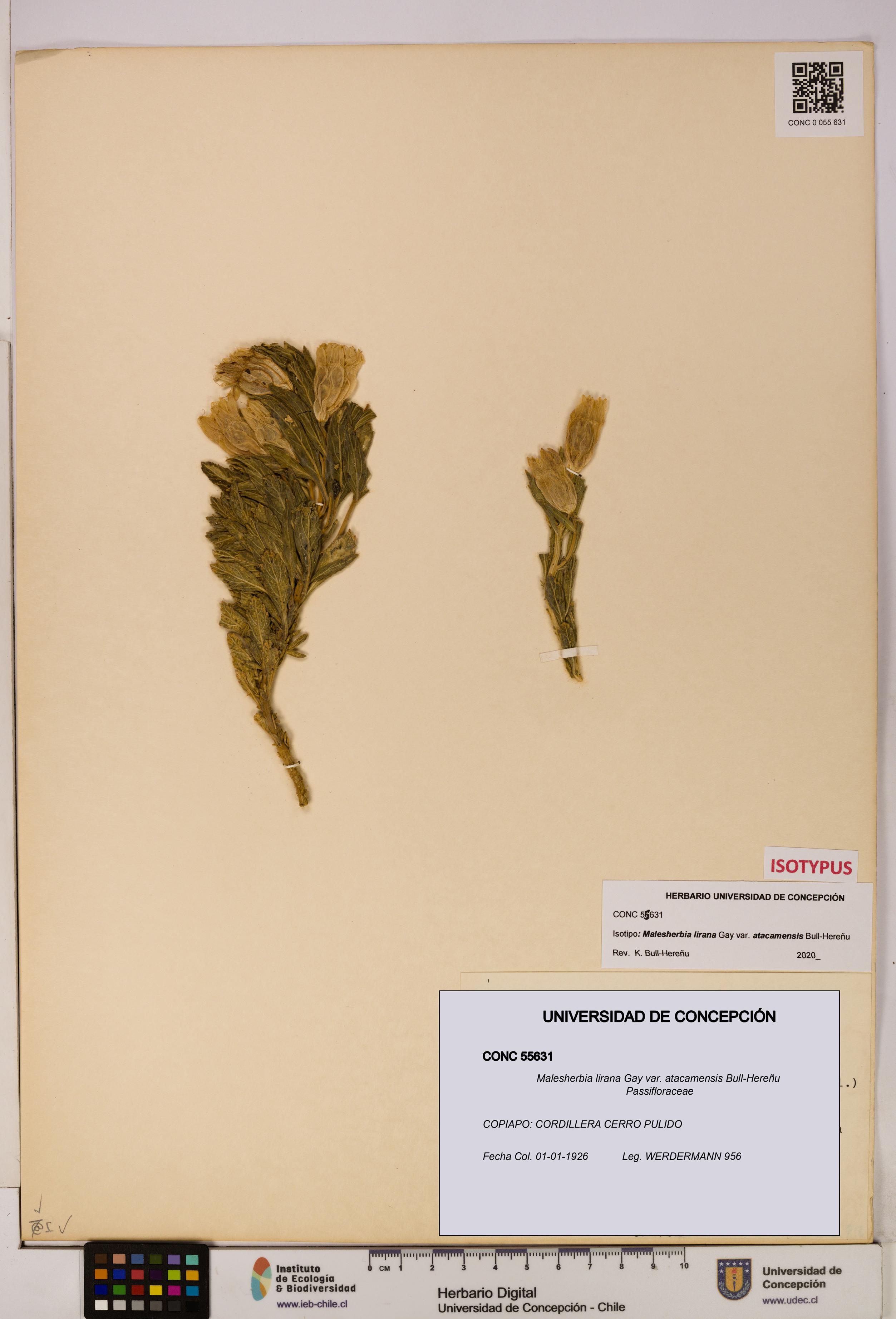 Malesherbia lirana var. atacamensis [Espécimen: UDEC:CONC:0055631]