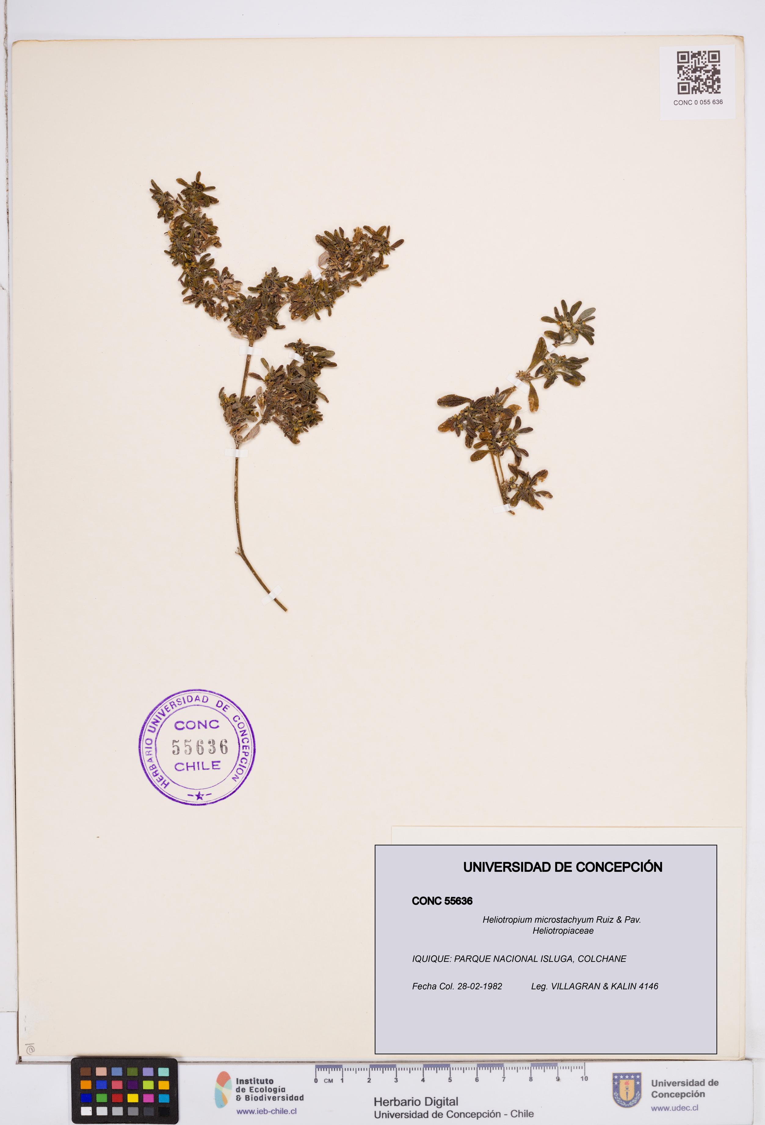 Heliotropium microstachyum [Espécimen: ]