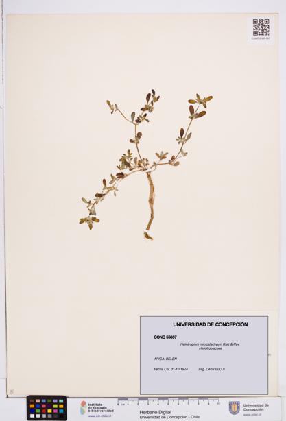 Heliotropium microstachyum [Espécimen: ]