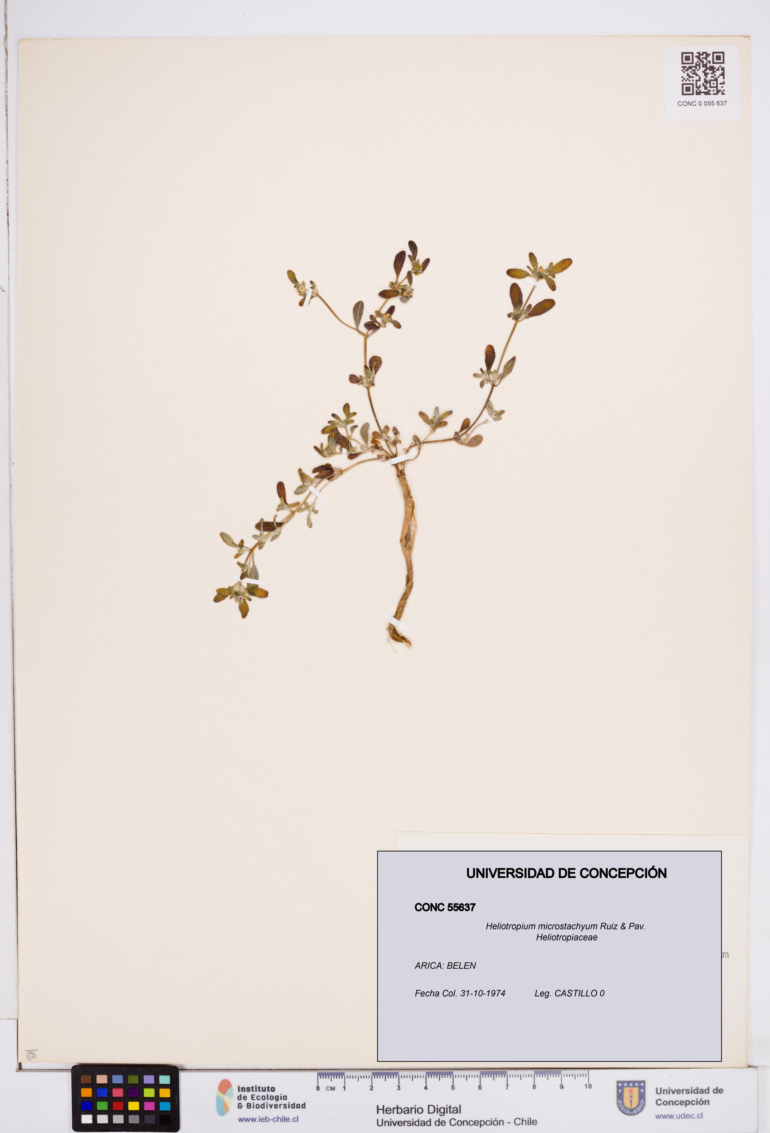 Heliotropium microstachyum [Espécimen: ]