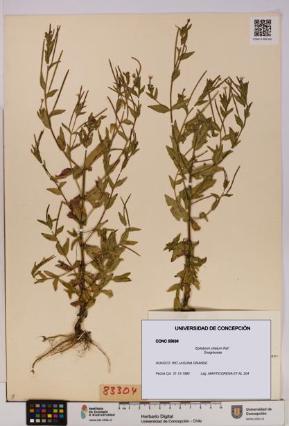 Epilobium ciliatum [Espécimen: UDEC:CONC:0055639]