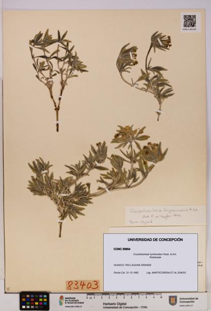 Cruckshanksia hymenodon [Espécimen: UDEC:CONC:0055654]