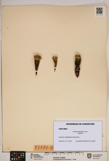 Azorella madreporica [Espécimen: ]