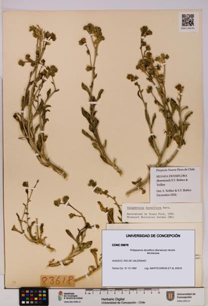 Philippiamra densiflora [Espécimen: ]