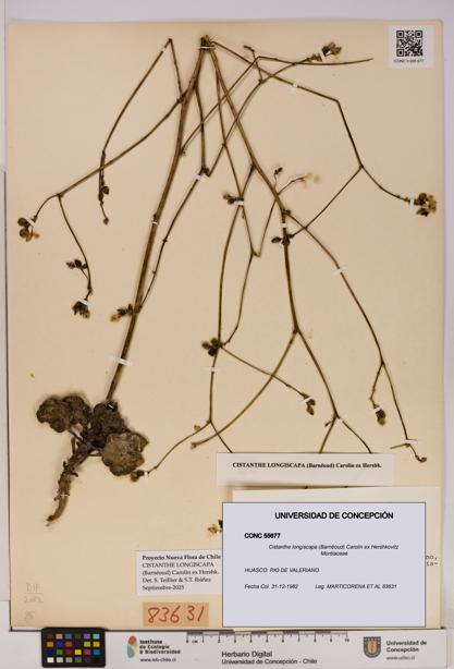 Cistanthe longiscapa [Espécimen: UDEC:CONC:0055677]