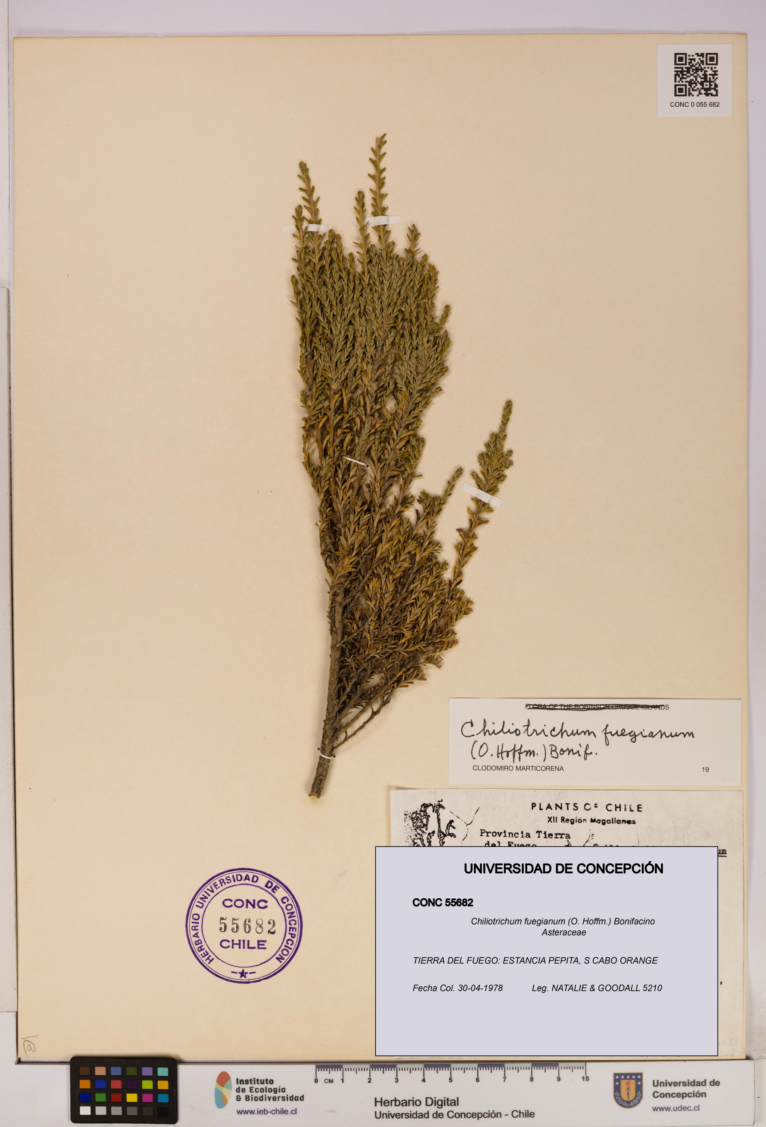 Chiliotrichum fuegianum [Espécimen: UDEC:CONC:0055682]