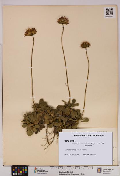 Haplopappus macrocephalus [Espécimen: UDEC:CONC:0055683]