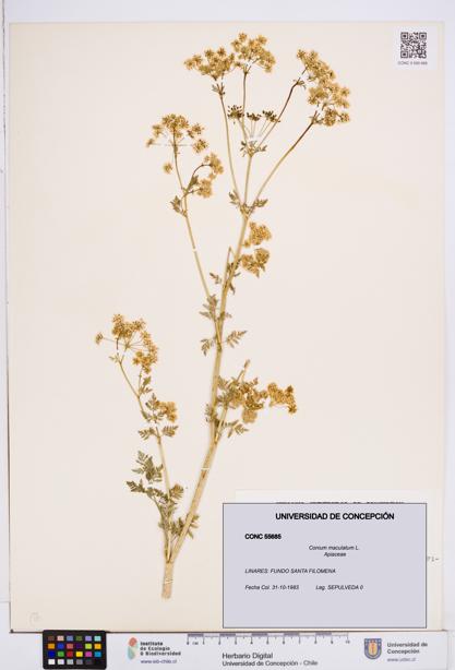 Conium maculatum [Espécimen: ]