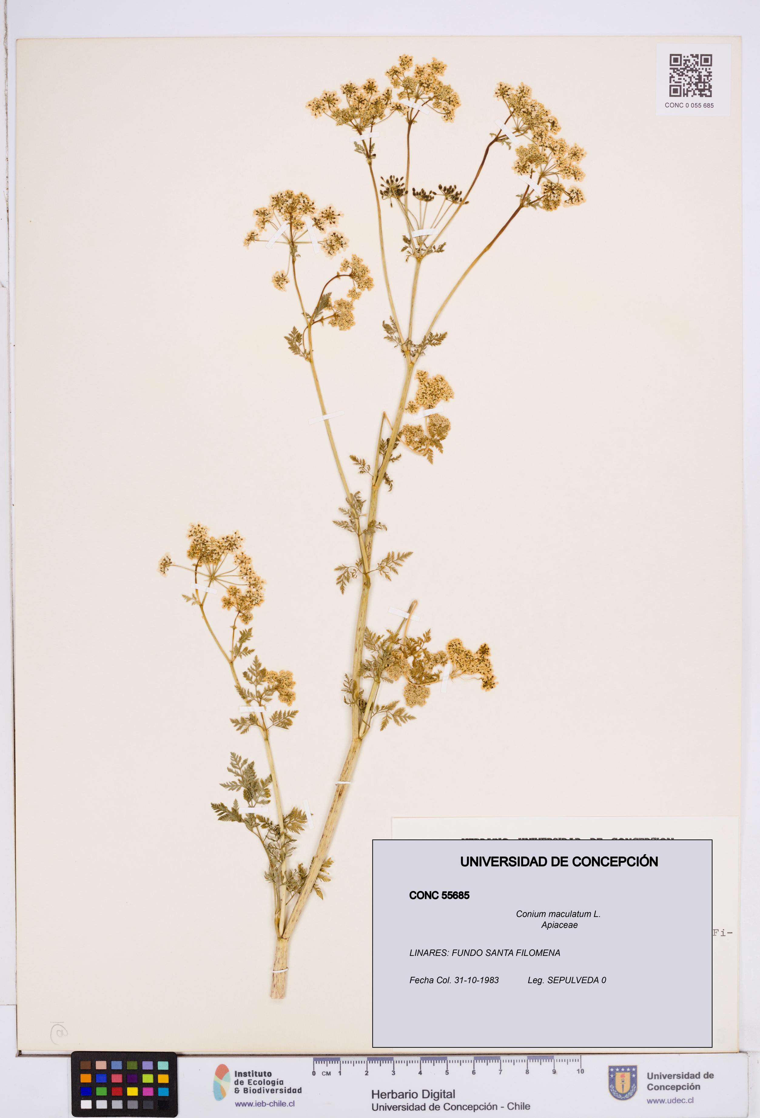Conium maculatum [Espécimen: ]