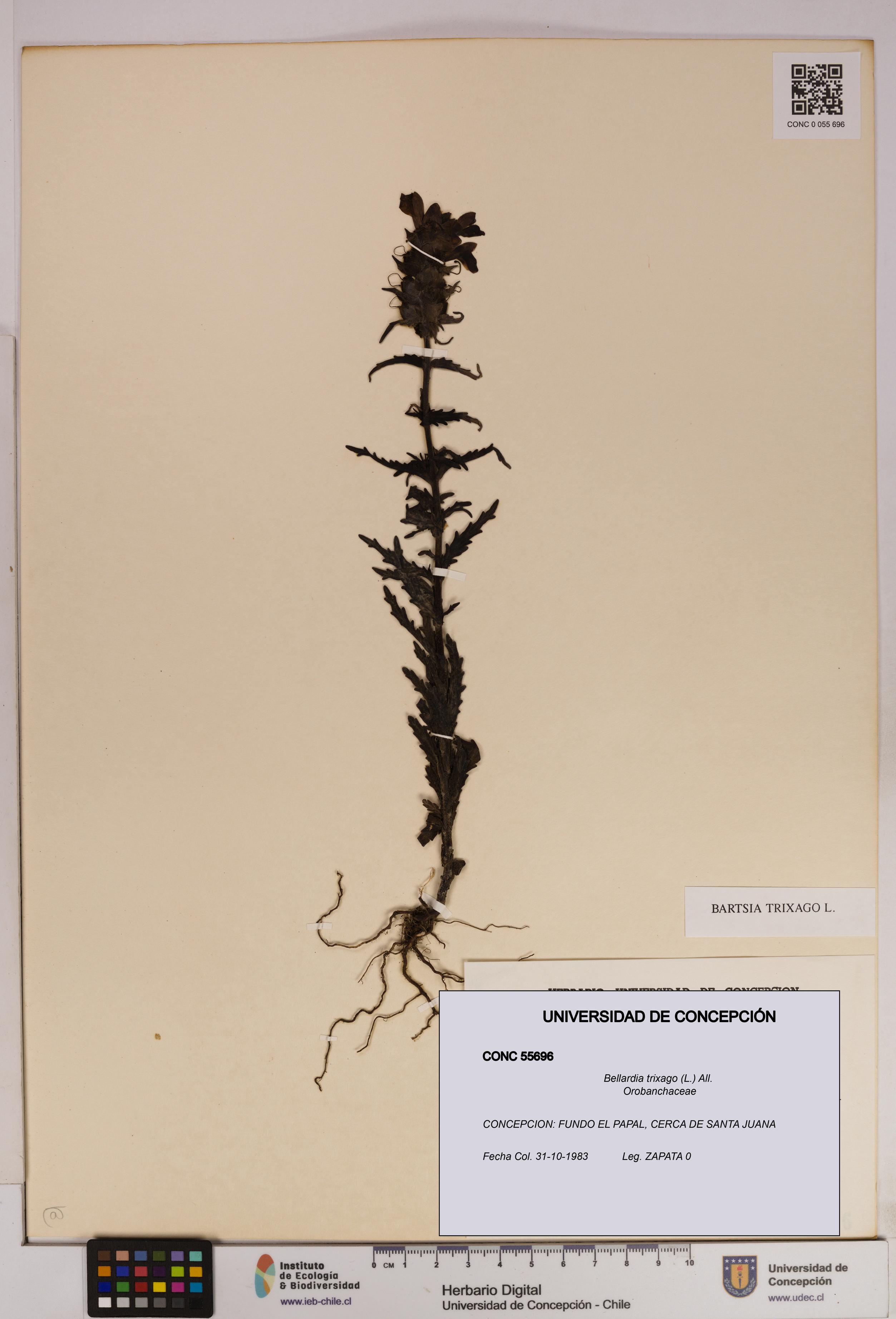 Bellardia trixago [Espécimen: UDEC:CONC:0055696]