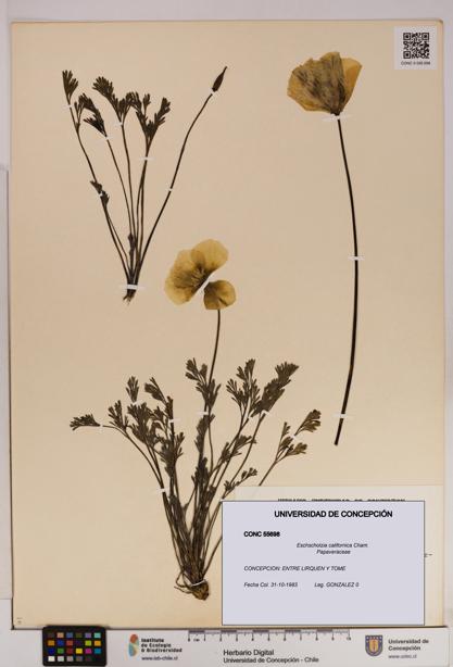 Eschscholzia californica [Espécimen: UDEC:CONC:0055698]